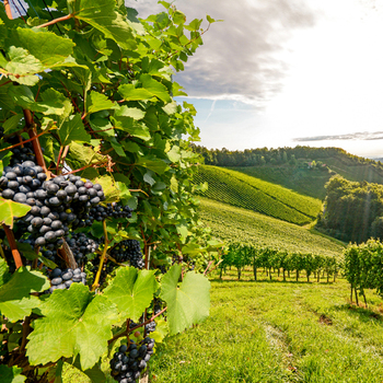 Smartbox - Soggiorno alla scoperta del vino